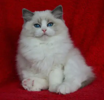 Krásná koťátka ragdoll s Pp