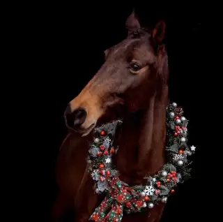 Rodinná lusitano klisna