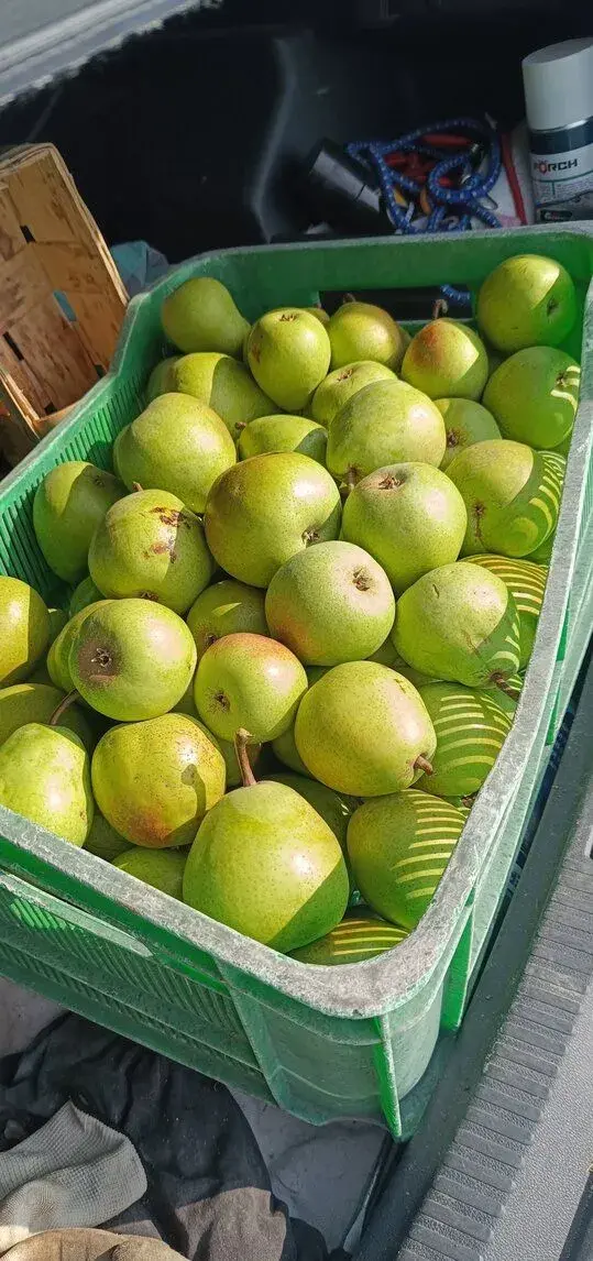 Řez ovocných stromů jabloně hrušky