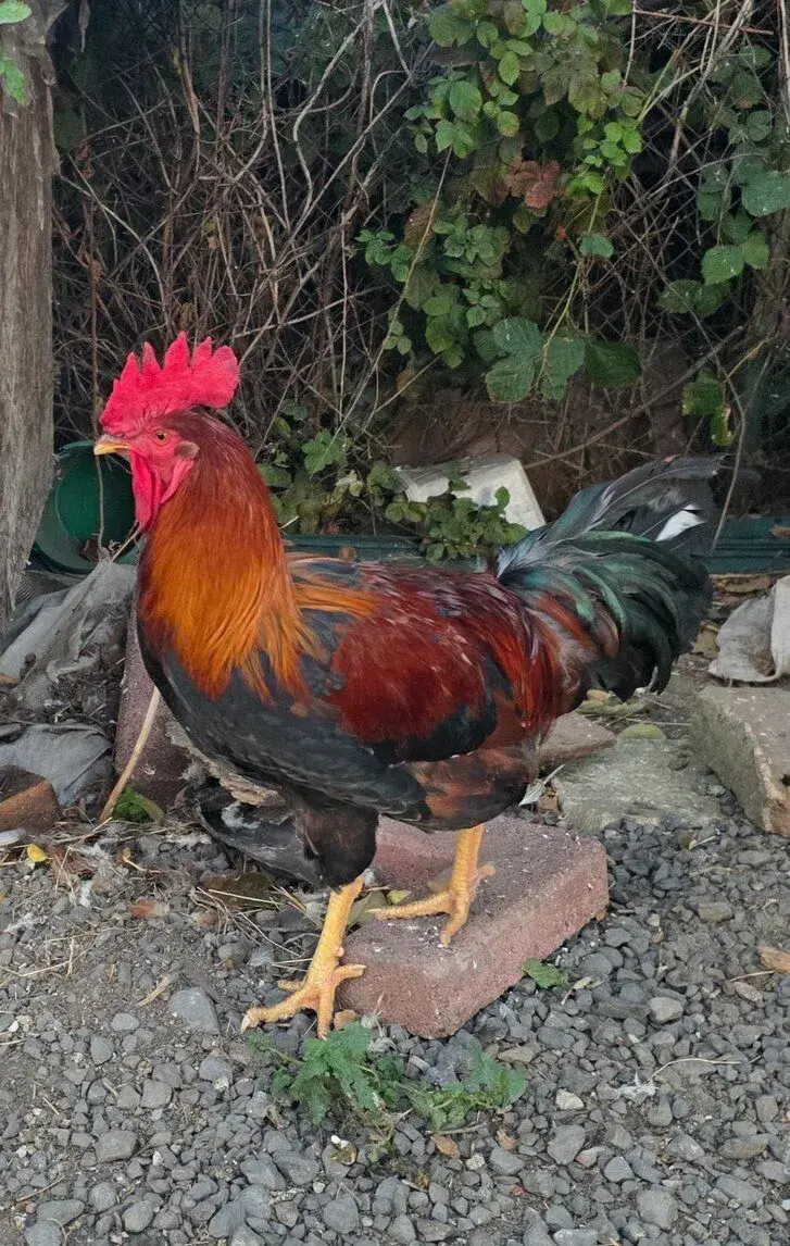 Kohout do CHOVU