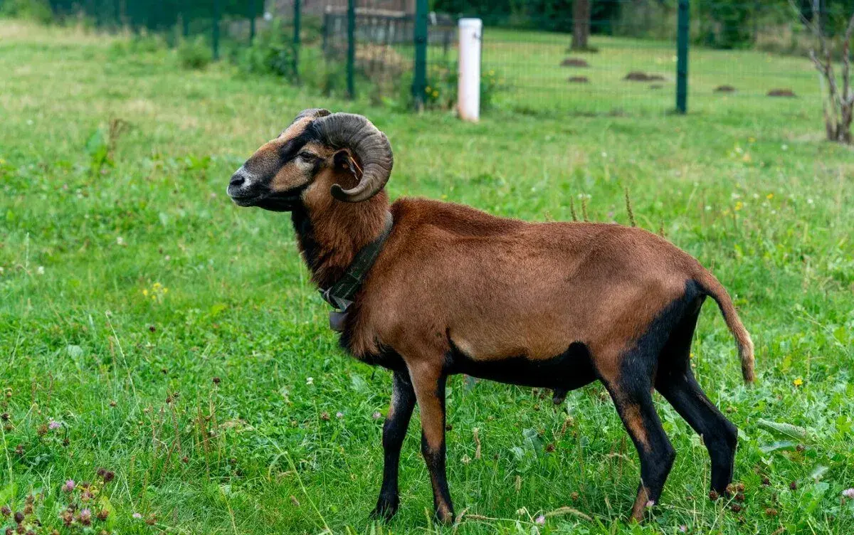 Kamerunský beran - Linie RAMSES