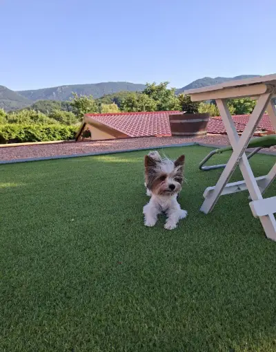 Biewer Yorkshire Terrier Orfíček hledá nevěstu 🐾