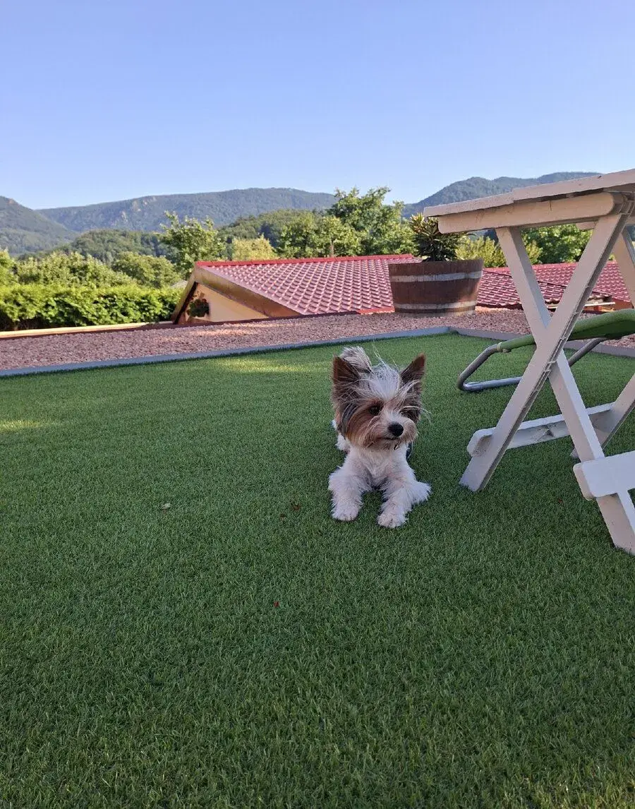 Biewer Yorkshire Terrier Orfíček hledá nevěstu 🐾