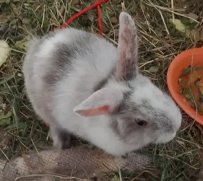 Dva samečky zakrslíci k odběru