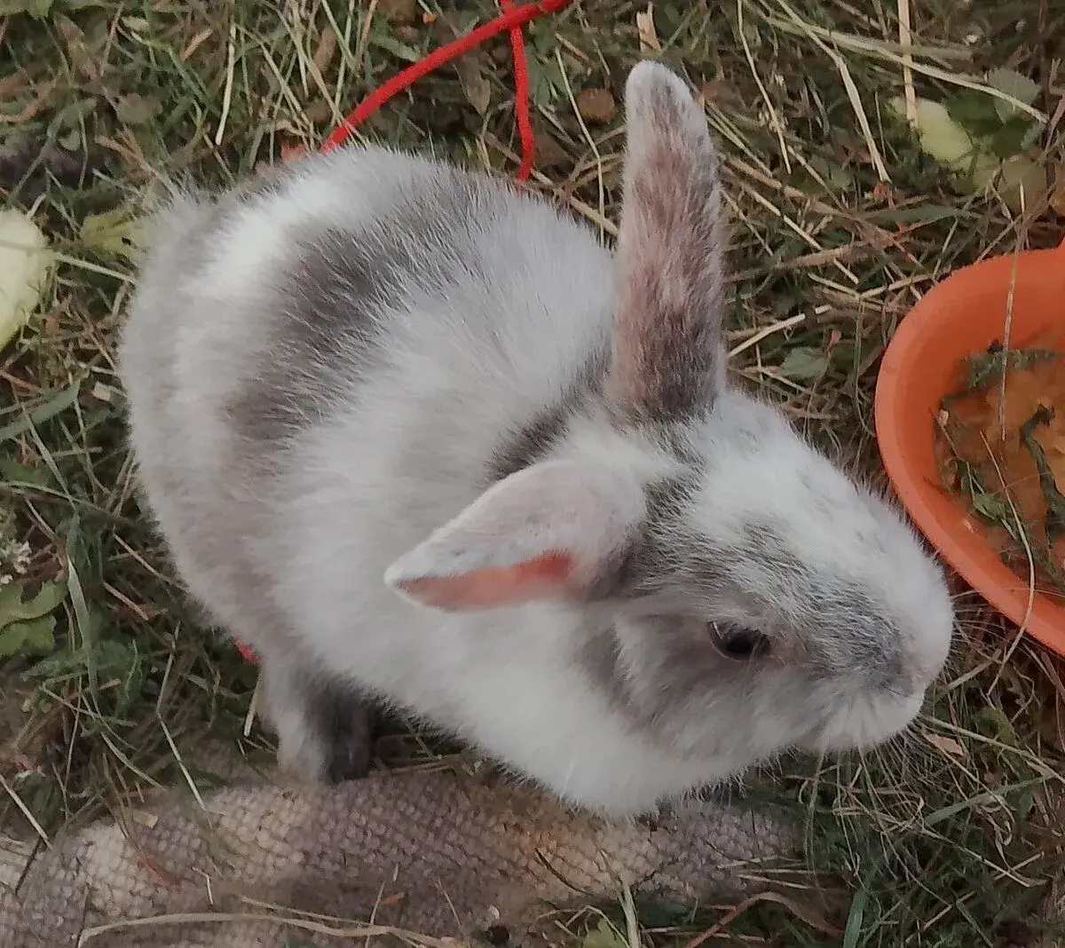 Dva samečky zakrslíci k odběru