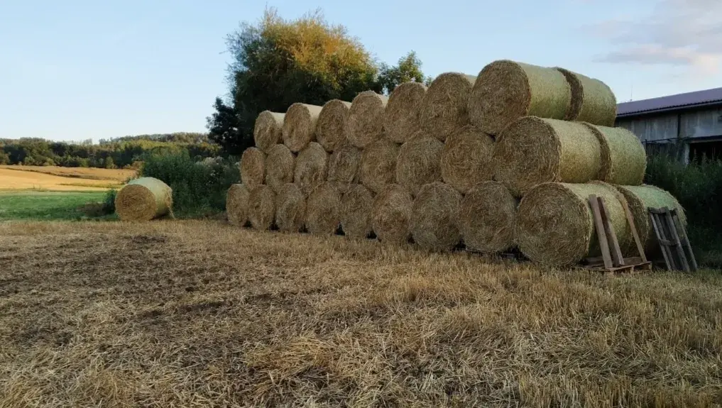 Sláma, kulaté balíky.