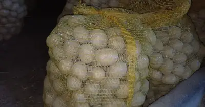 Brambory