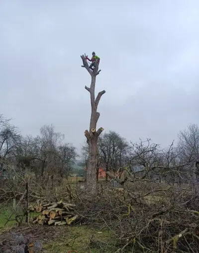 Rizikové kácení stromů