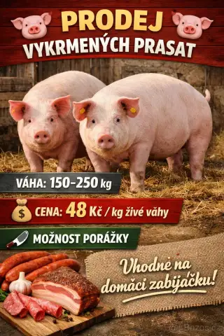 Vykrmená prasata