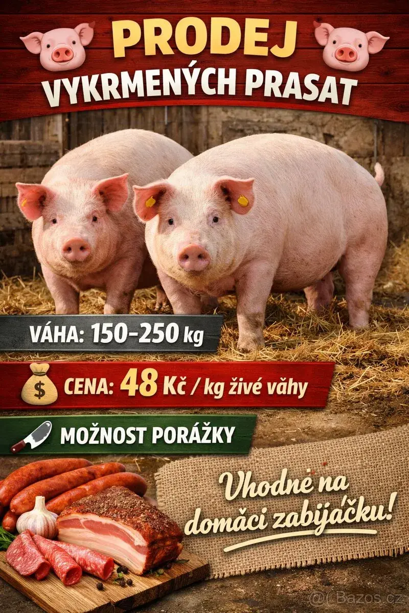 Vykrmená prasata