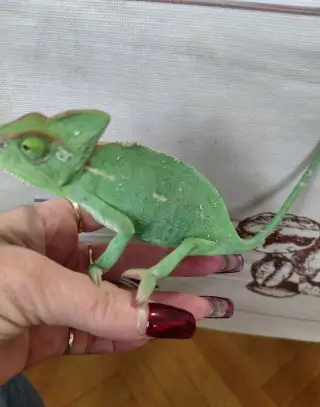 Chameleon jemenský