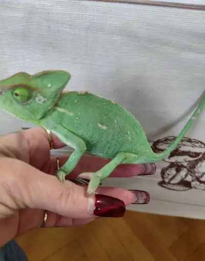 Chameleon jemenský