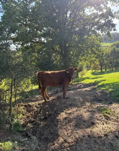 Jalovice Aberdeen Angus