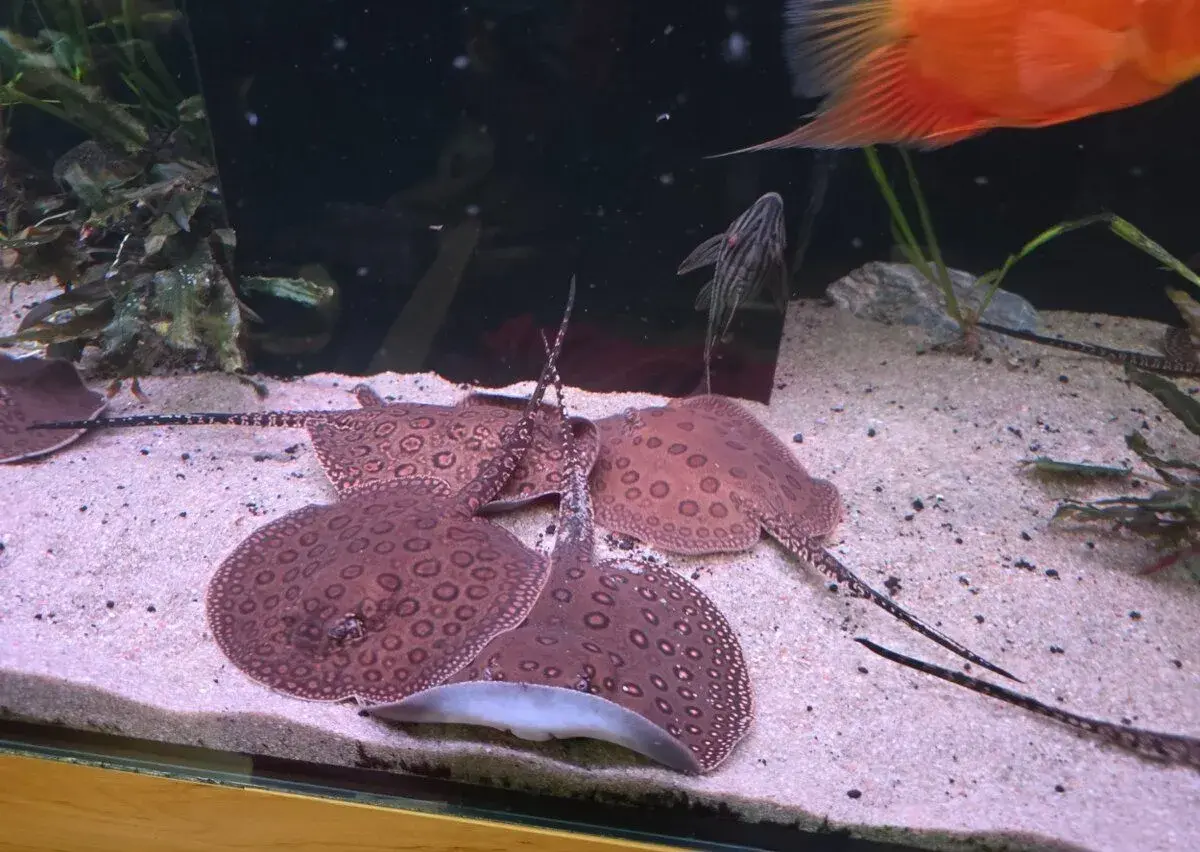 Rejnoci Potamotrygon motoro Mini Royal marbled