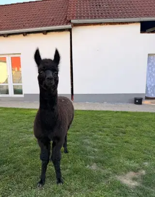 Lama alpaka