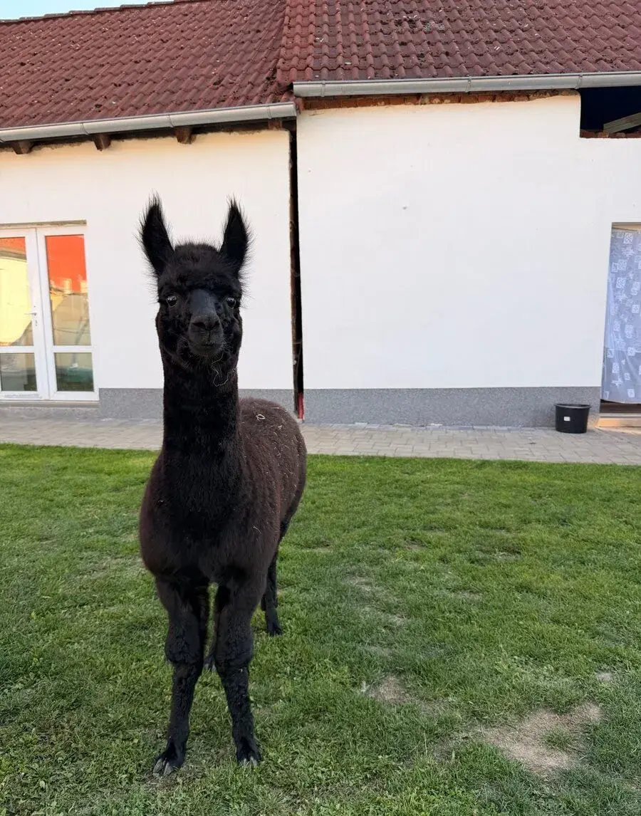 Lama alpaka