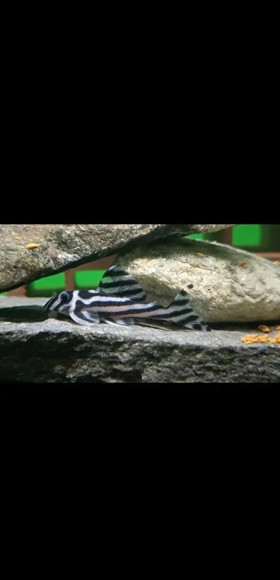 L46 Zebra