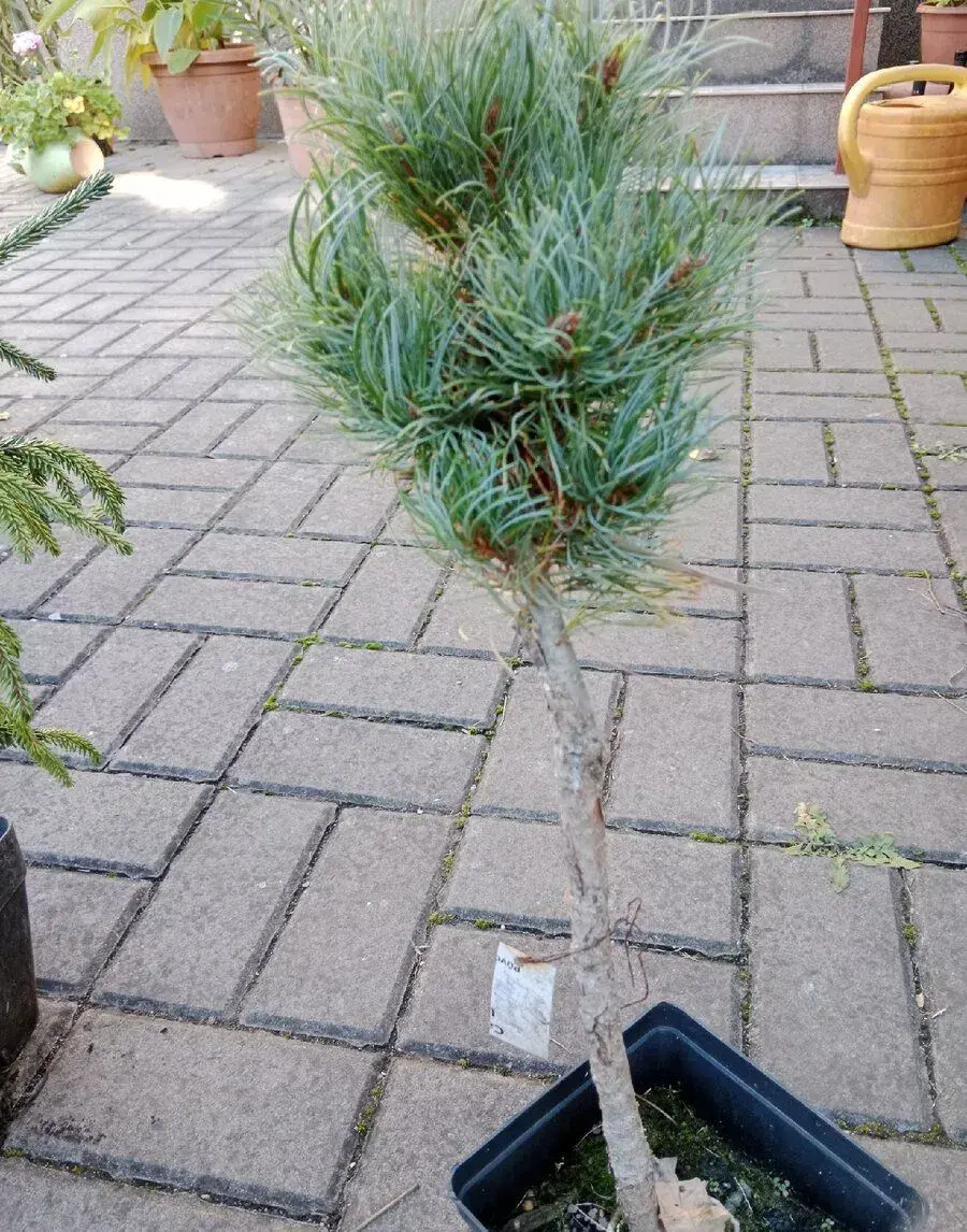 Zakrslá borovička na kmínku