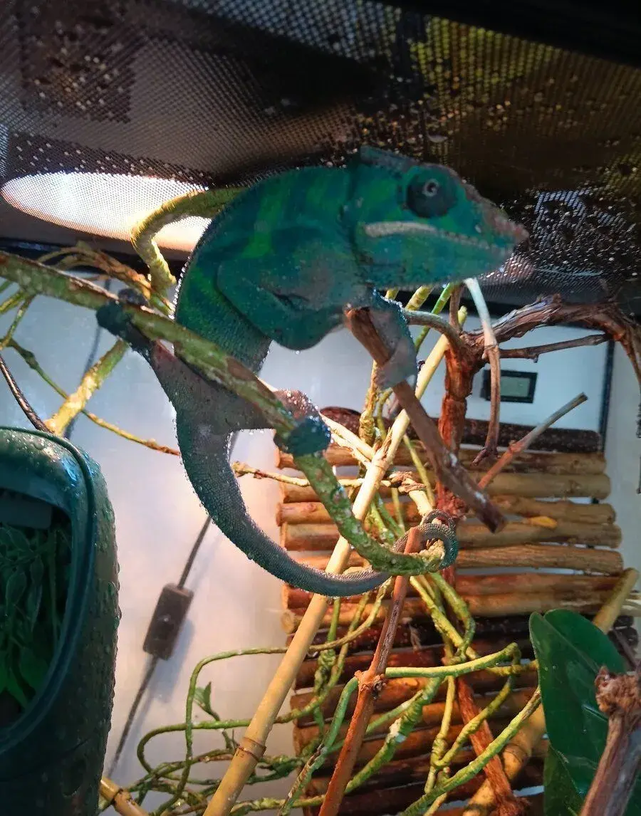 Chameleon Pardálí
