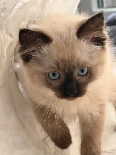Ragdoll bez PP