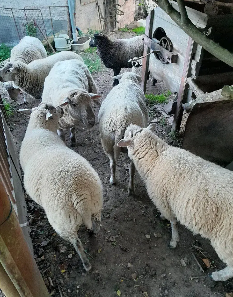 Letošní berani a jehnice