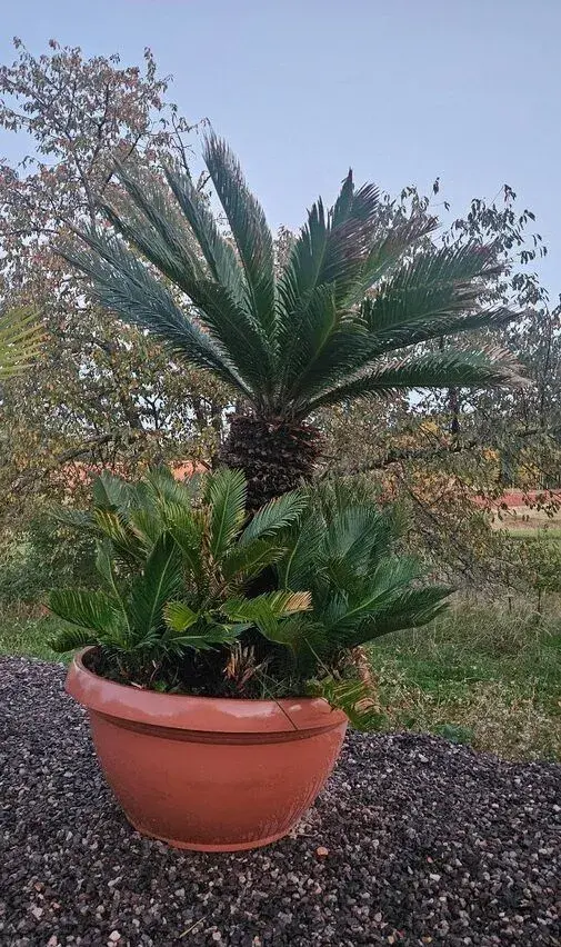 Krásnou velkou palmu Cycas