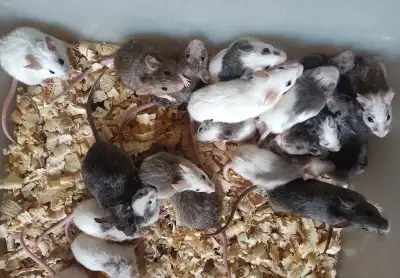 Mastomyši /krysa malá/