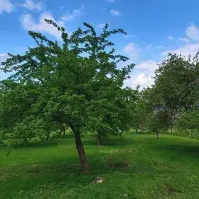 Pronajmu ve Strašicích u Rokycan zahradu 1600Kč. Rekreace
