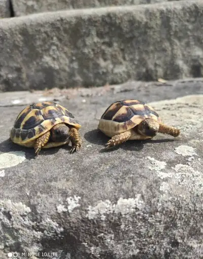 suchozemská želva zelenavá a vroubená, terárium