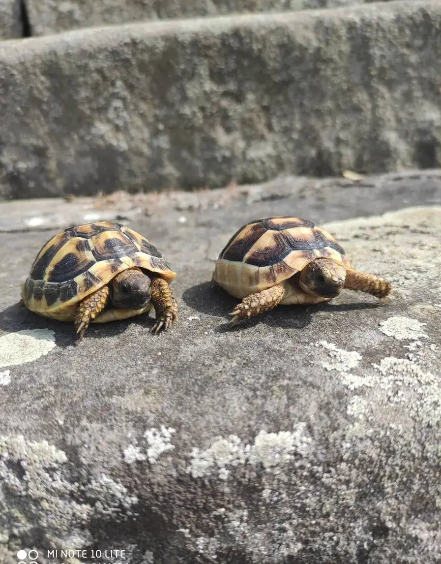 suchozemská želva zelenavá a vroubená, terárium