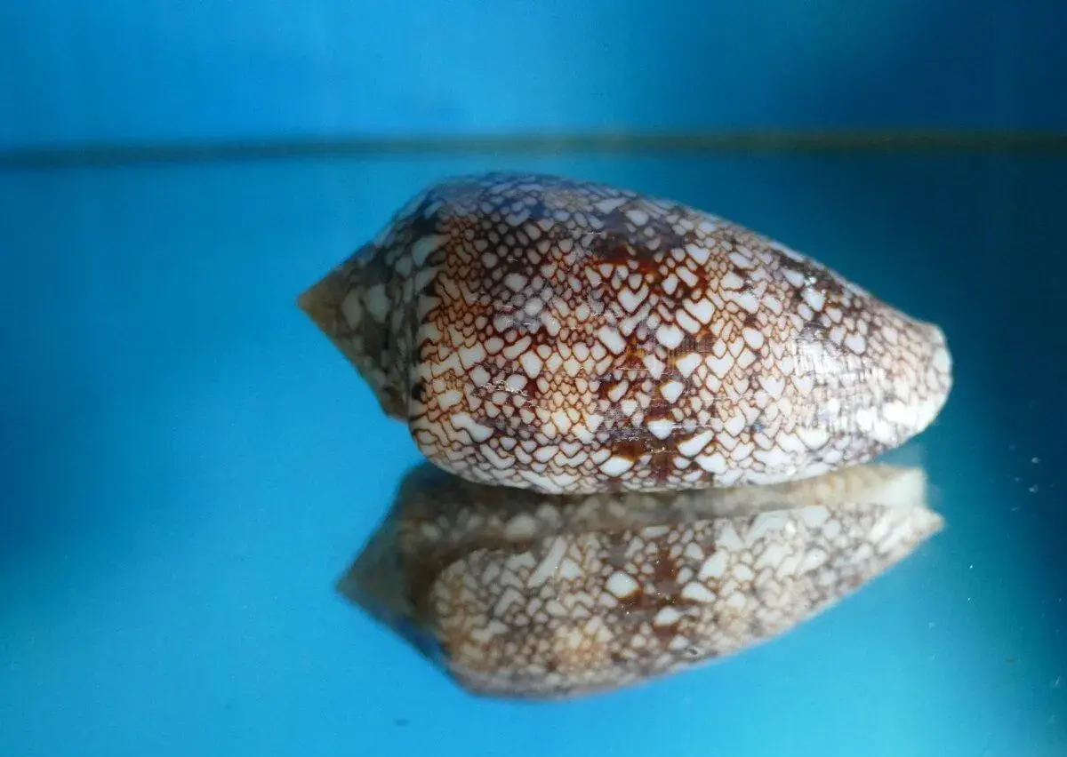 Conus archiepiscopus