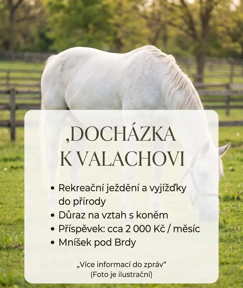 Pronájem koně - ježdění