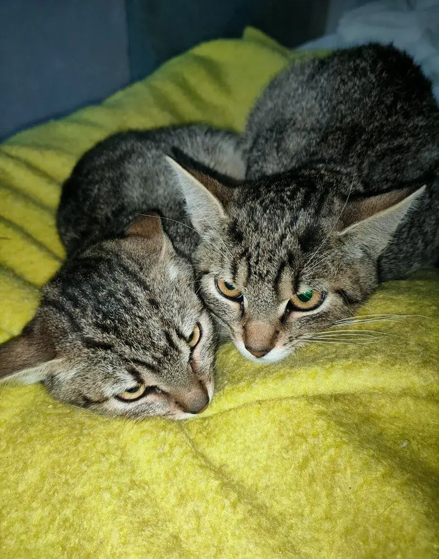 🐾 Poptávka: zachránce pro dva mourovaté koťátka (4–6 měsíců)