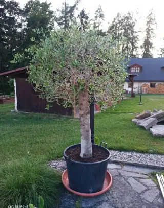 Olivovník evropský