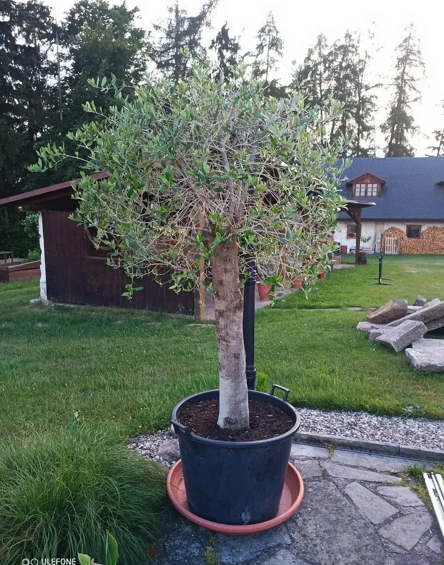 Olivovník evropský