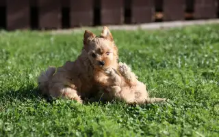 Golddust jorkšírský teriér, Yorkshire terrier - holčička