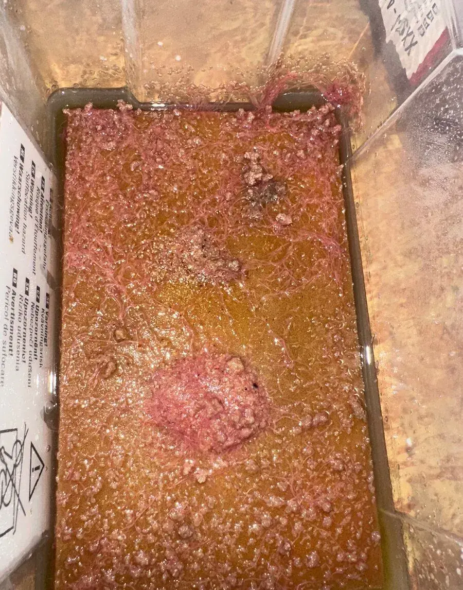 Izya Worms