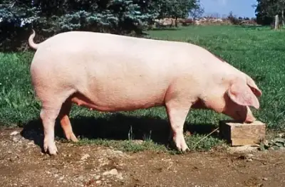 Prase Český landras, domácí výkrm