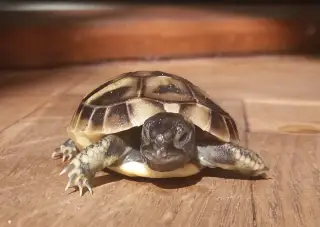 Želva zelenavá mláďata