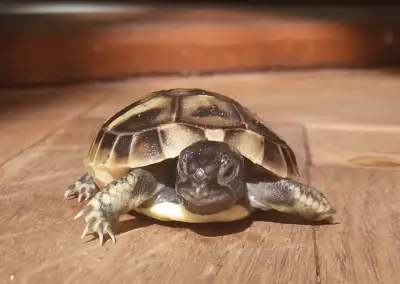 Želva zelenavá mláďata