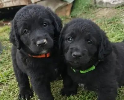 Štěňátka - Labrador ( bez průkazu původu )