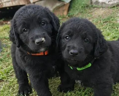 Štěňátka - Labrador ( bez průkazu původu )