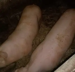 Prase z domácího chovu-Farmářská kvalita