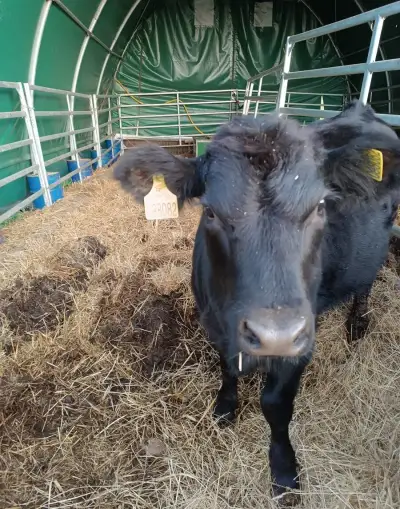 Aberden Angus jalovička