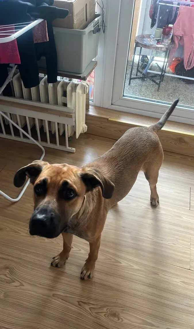 Roční štěně staford křížený s labradorem
