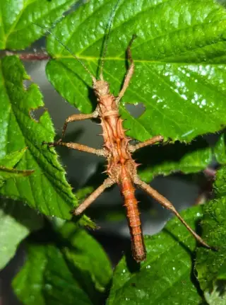 Strašilky tisamenus sp. palaui