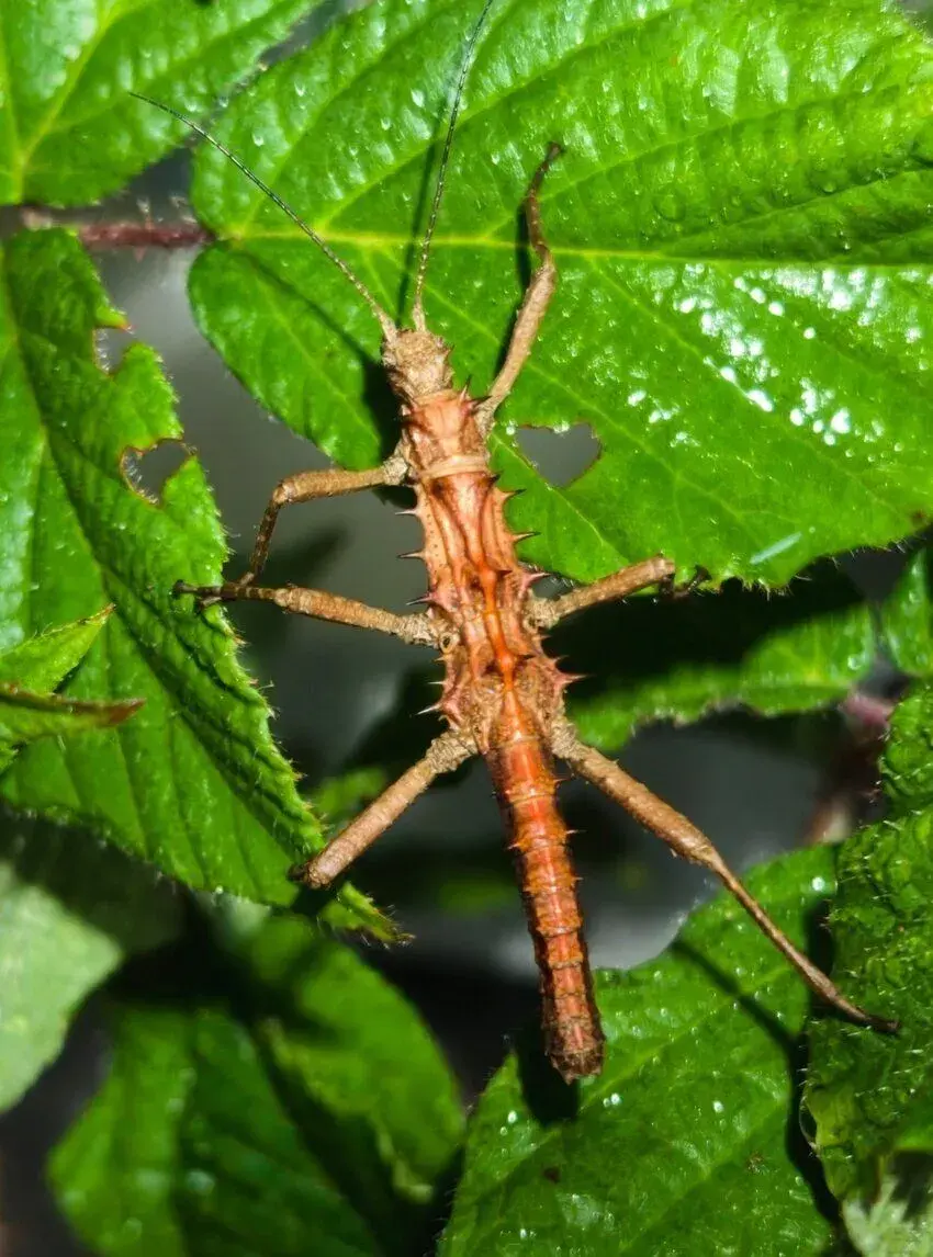 Strašilky tisamenus sp. palaui