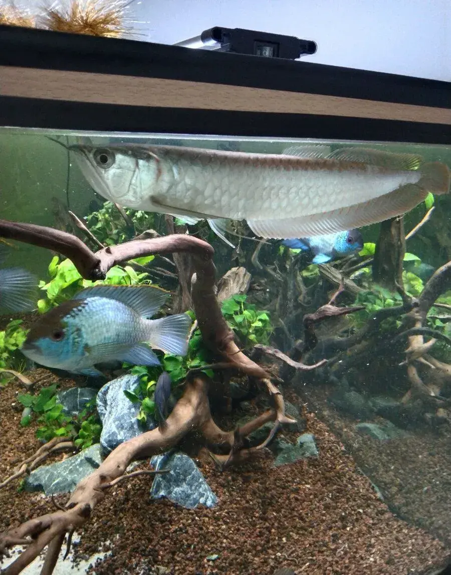 Arowana