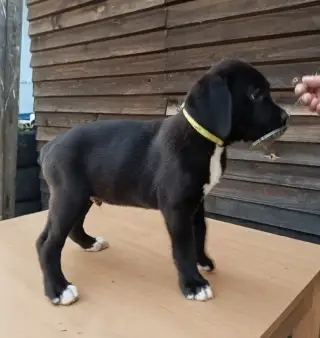 Štěňata Cane Corso