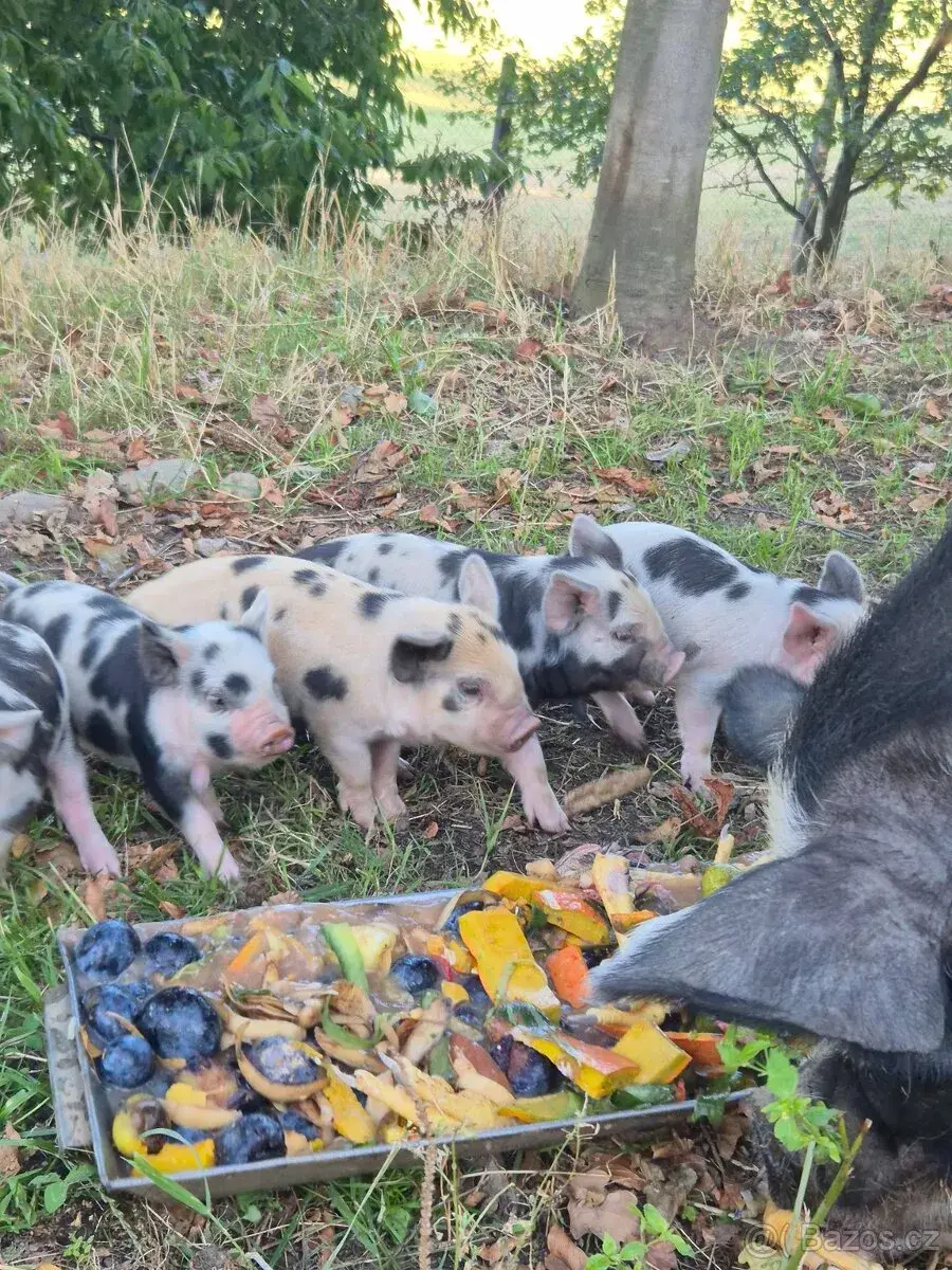 Kune kune selata